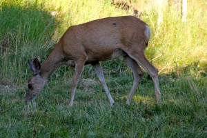 IMG_1121_2